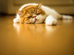 Acute kidney failure is the rapid (less than 2 days) loss of your kidneys' ability to remove waste and help balance fluids and electrolytes in your body. What To Do If Your Cat Is Vomiting Up Brown Liquid