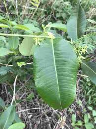 Image result for Cryptolepis apiculata