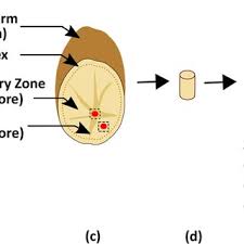 Maybe you would like to learn more about one of these? Pdf A Large Scale Optical Microscopy Image Dataset Of Potato Tuber For Deep Learning Based Plant Cell Assessment