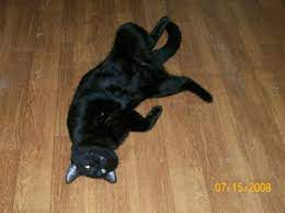 Why Does My Cat Fall On The Floor With His Legs Spread Wide Open
