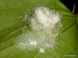 Se trata de insectos pertenecientes a la familia de los aleuródidos y las especies más importantes que conocemos como mosca blanca son las siguientes Como Identificar Y Eliminar A La Mosca Blanca Mi Jardin