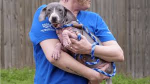 Hire orlando home pet sitting. 13 Neglected Dogs Are Now Safe At Pet Alliance Of Greater Orlando Pet Alliance Of Greater Orlando