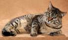 Dragon Li Cat Pictures and Information - Cat-Breeds