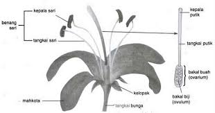 Jika kita tidak mendapati hiasan bunga, maka bunga itu disebut flos nudus (bunga telanjang), misalnya: 2021 Bagian Bagian Bunga Dan Fungsinya Gambar Video Ilmusiana