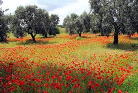 Papaveri Paesaggi Papaveri Paesaggio Di Campagna