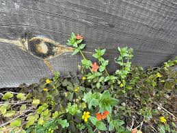Image result for Anagallis pumila
