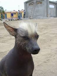 A Hairless Khala Is Sitting In Sand With People At A House Behind It Dog Breeds Hairless Dog Mexican Hairless Dog
