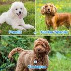 Miniature Cockapoo – The Cocker Spaniel Miniature Poodle Mix