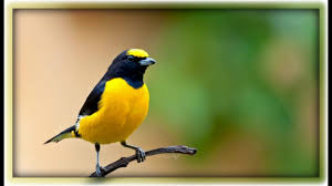 Sound Of Birds Chirping In The Morning Mp3 Free Download Amazing Natural Bird Sounds Youtube