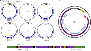 Though often called a tree, a banana (musa spp.) is an herbaceous perennial. Frontiers Application Of Crispr Cas For Diagnosis And Management Of Viral Diseases Of Banana Microbiology