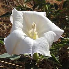 We did not find results for: Stunning Annual Flowers That Bloom All Summer