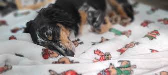 Our store also offers grooming, training, everyday adoption center and curbside pickup. All About Pets 12 Target Rd Ste 102 Hilton Head Island Sc Pet Shops Mapquest