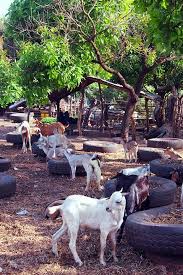 Gambia Day 4 Beaches Museums And Fishing Markets Gambia West African Food West Africa