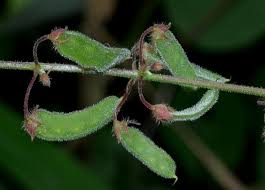 Image result for Pseudarthria