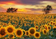 Identifikasi tanaman bunga matahari dapat sobat dapatkan di web ini. Cara Merawat Bunga Matahari Mini Anekabudidaya Com