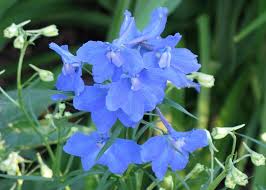 Maybe you would like to learn more about one of these? Photo Of The Bloom Of Chinese Delphinium Delphinium Grandiflorum Summer Nights Posted By Foraygardengirl Garden Org