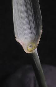 Image result for Eragrostis cylindriflora