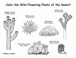 This is a pack of for your writing center or word wall. 8 Best Images Of Desert Coloring Pages Printable Desert Animals Coloring Home