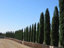 Image result for Cupressus sempervirens