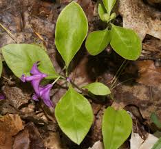 Image result for Polygala filicaulis