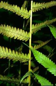 Image result for Christella hispidula