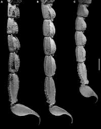 Di halaman ini, kami juga memiliki berbagai macam gambar. Burrowing Into The Forest Phylogeny Of The Asian Forest Scorpions Scorpionidae Heterometrinae And The Evolution Of Ecomorphotypes Loria Cladistics Wiley Online Library