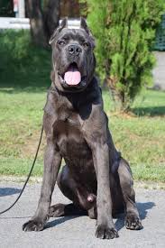 Baby Bronson Blue Canecorso Coming Soon To Pdw Puppy Dogs For Sale Uk Family Protection Dogs Dogs For Sale