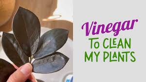 Other plants don't respond as harsh to vinegar as many other plants do. Vinegar To Clean My Plants Myplantcare