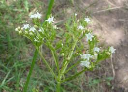 Image result for Valeriana