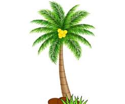 Pada pendapat kamu, apakah kelas bagi pokok kelapa? Cara Menggambar Pohon Kelapa Cilacap Klik