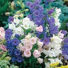 Canterbury Bells Plant How To Grow Canterbury Bells Flower Seeds Flowers Plants