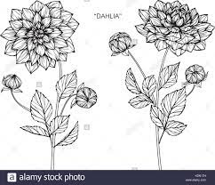 Download This Stock Vector Dahlia Flower Drawing Illustration Black And White With Line Art Kd Flower Drawing Flower Drawing Design Dahlia Flower Tattoos