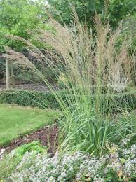 Molinia Caerulea Subsp Arundinacea Fontane A Jpg 359 480 Pflanzen Gras Garten
