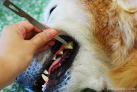 Not only do these help with getting plaque off your dog's teeth, but they also are a great solution if your pup loves to chew on unwanted things. How I Remove Plaque From My Dog S Teeth Che Cheh