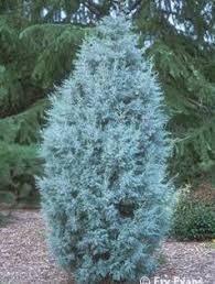 Mavi Servi Cupressus Arizonica Arizona Servisi Agaclar Net Xeriscaping Bitki Arizona