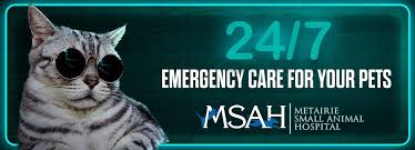 What to do if it happens to you and your cat. Emergency Vet 24 Hour Animal Hospital Msah Metairie Small Animal Hospital New Orleans La