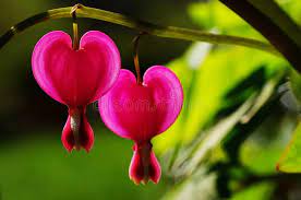 Bleeding Heart Lamprocapnos Spectabilis Common Name Is Bleeding Heart Other I Sponsored Common Bleeding Heart Bleeding Heart Flower Images Image