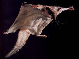 Squirrel Glider Flying Squirrel Not A Sugar Glider Squirrel Glider Sugar Glider Squirrel