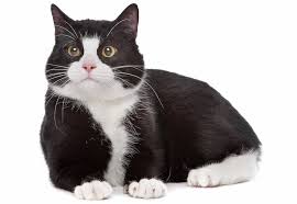 Naming your cat is a private factor and it is not simple to discover a good (most contexts, the concept of good denotes the conduct) kitten title (title is one or more words used before or after a). 300 Black And White Cat Names Oreo Panda Patch More My Pet S Name