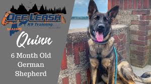 Maybe you would like to learn more about one of these? Quinn 6 Month Old German Shepherd Reactive Dog Training Off Leash K9 Training Of Maine Youtube