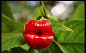 Hd Flower Images For Whatsapp Dp Blogs Nature Wallpaper Latest cute dp s for whatsapp profile pic for whatsapp facebook trendy wibes. hd flower images for whatsapp dp