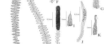 Image result for Lellingeria oosora