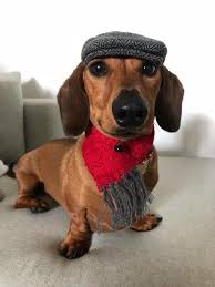 Hier Sind Nur Einige Hunderassen Die Fur Ohrinfektionen Besonders Anfallig Sind Hhundee My Blog In 2020 Dachshund Puppies Dachshund Dog Weenie Dogs