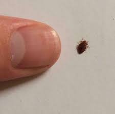 How Dangerous Are Tiny Round Black Bugs Quora