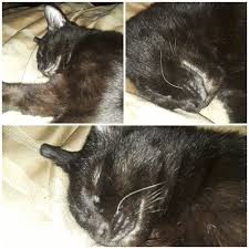 Hair loss above a cat's eyes (facial alopecia) commonly occurs as cats grow in size and their fur thins out. Cat Losing Hair Over Eyes Off 51 Www Usushimd Com