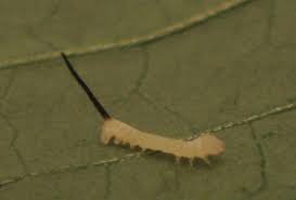 Caterpillar pdf manuals free download. Unknown Caterpillar Green With Single Black Tail Bugguide Net