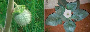 Image result for Datura