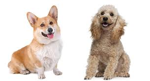 Your corgipoo is a small dog, standing between 10 and the nose is proportionate to the muzzle, which is medium in length and is black and round. Corgipoo A Guide To The Pembroke Welsh Corgi Poodle Mix