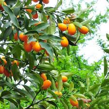 10 Agrumes Pour Une Culture En Pot Ou Terre Tous Les Conseils De Culture Des Agrumes Agrumes Arbre Fruitier Cultiver