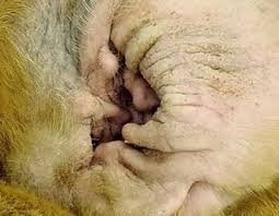 Image result for mold in the ear dog